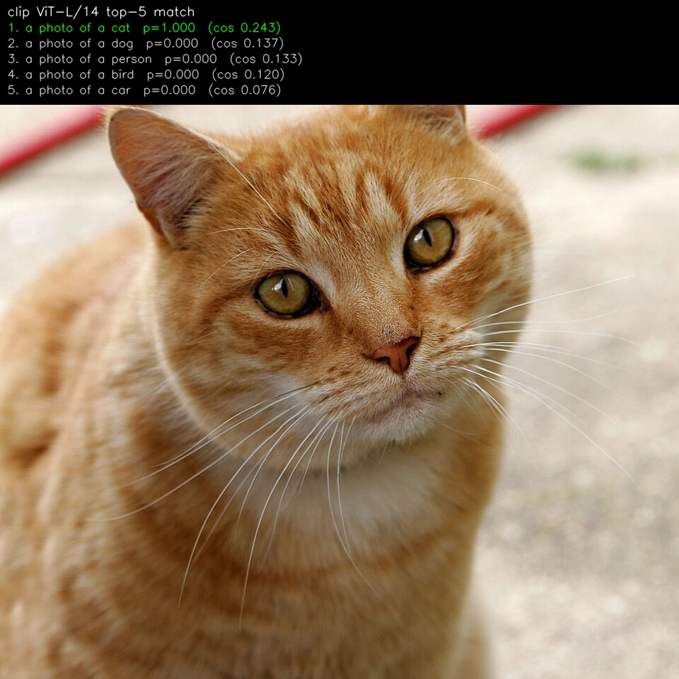 The cat photo with the top-5 matching text prompts overlaid.