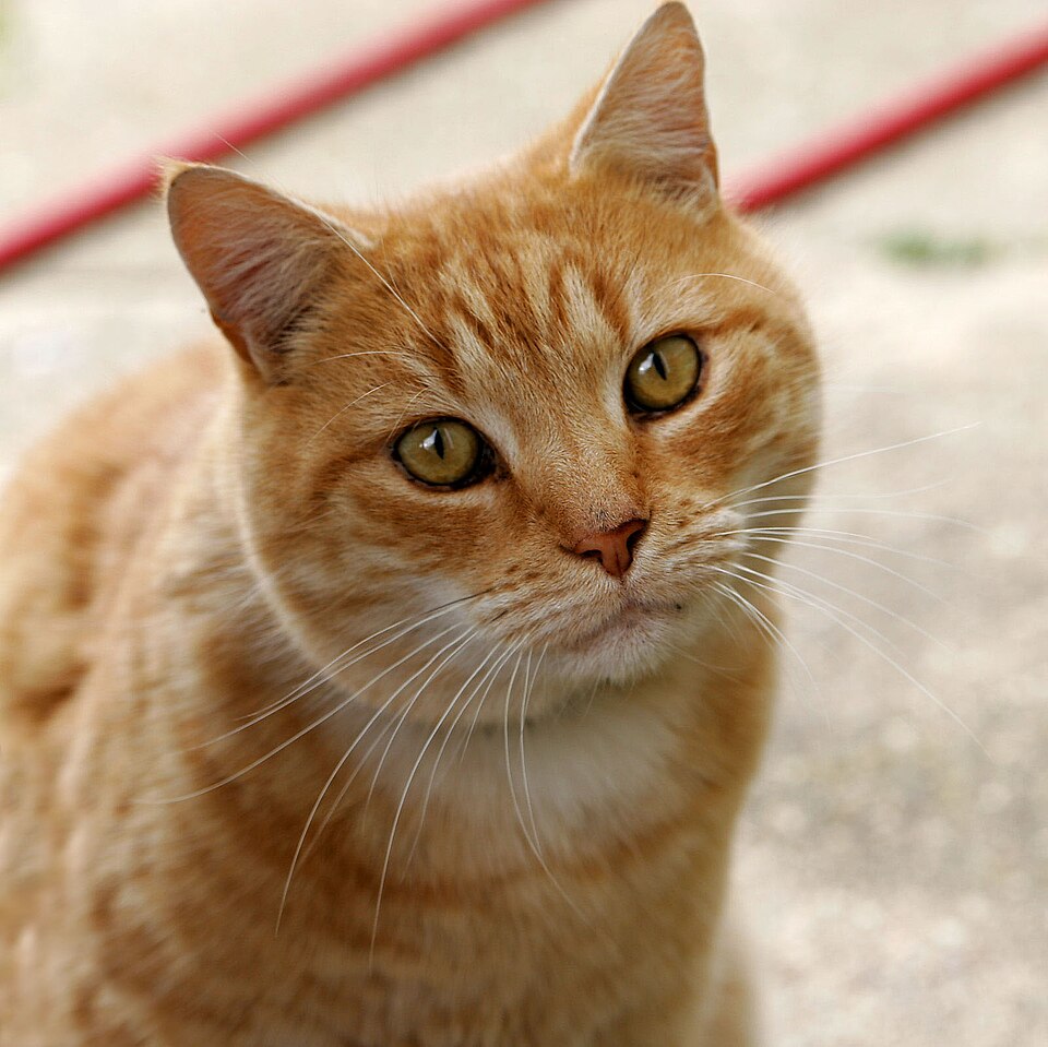 A close-up cat photograph from Wikimedia Commons.