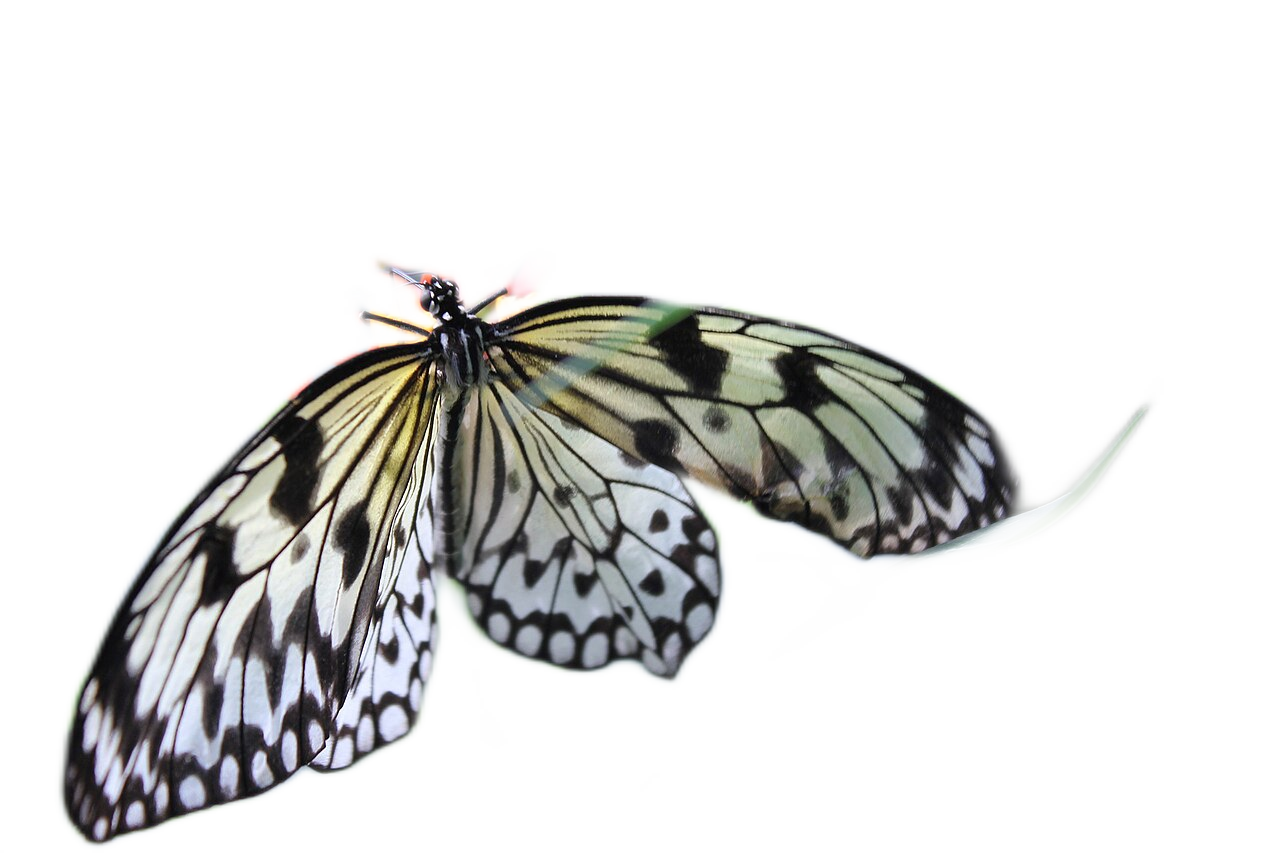 The butterfly cut out with a transparent background.